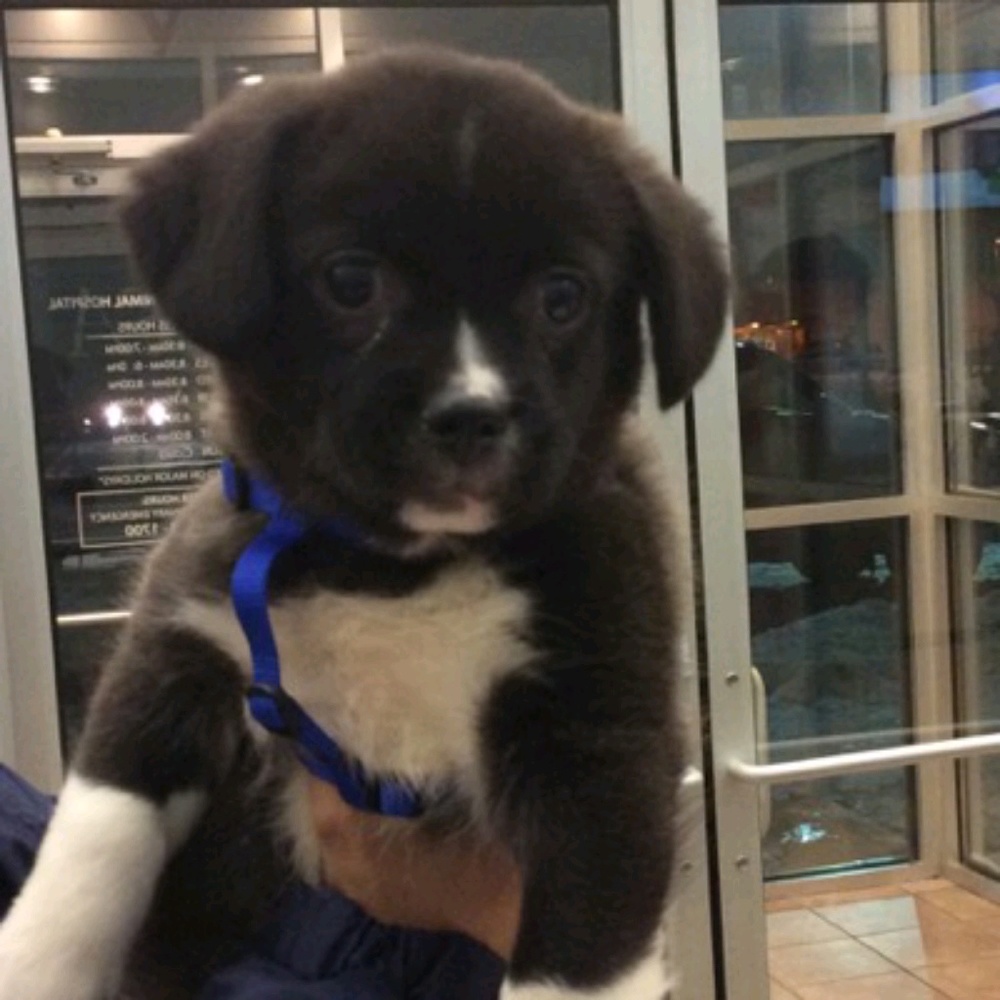 Meet your Posher, Nora